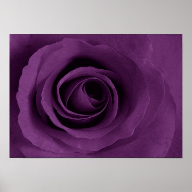 rose pourpre d'Etsy Poster (Devant)