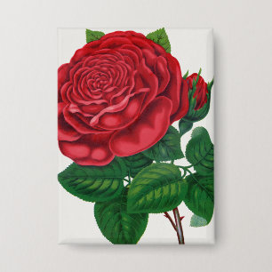 Rose Print Rochester Lithographing and Printing Co Button