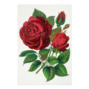 Rose Print Rochester Lithographing and Printing Co Fotodruck