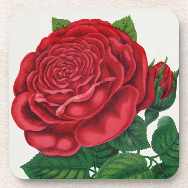 Rose Print Rochester Lithographing and Printing Co Getränkeuntersetzer (Vorderseite)