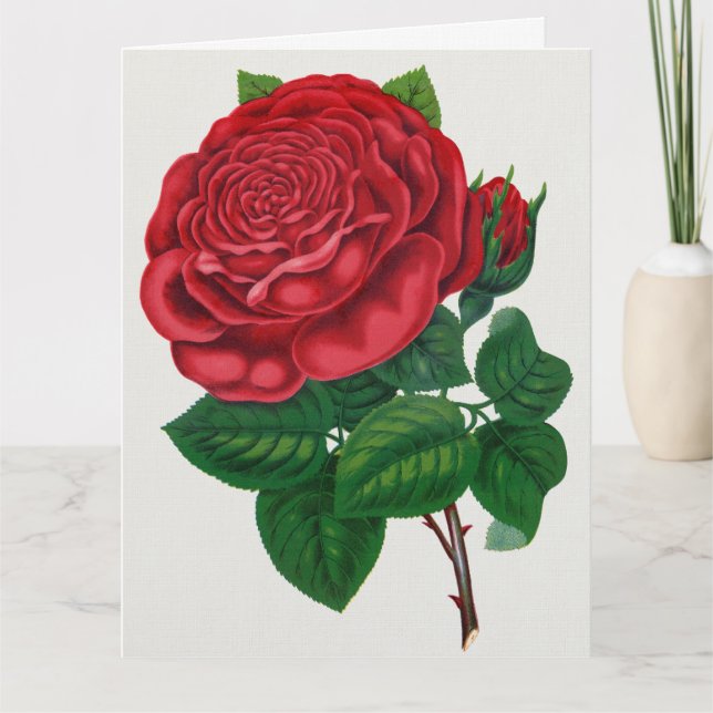 Rose Print Rochester Lithographing and Printing Co Karte (Vorderseite)