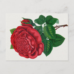 Rose Print Rochester Lithographing and Printing Co Postkarte