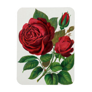 Rose Print Rochester Lithographing und Druckerei G Magnet