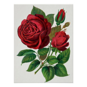 Rose Print Rochester Lithographing und Druckerei Poster
