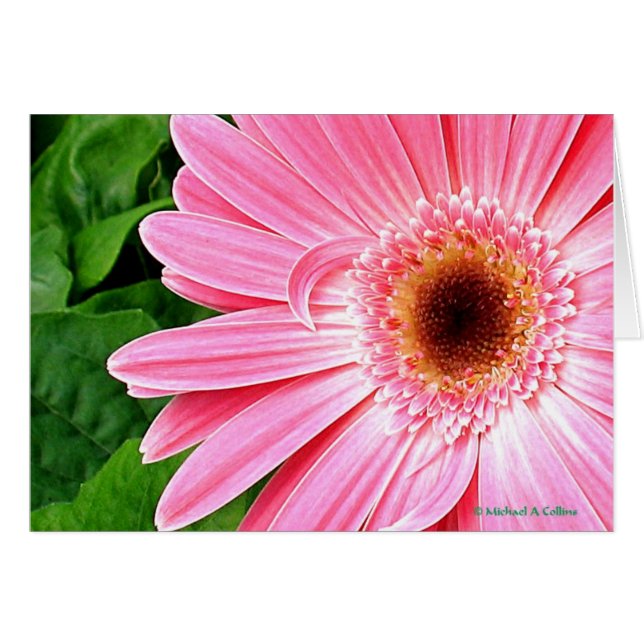 rose pur (Devant horizontal)