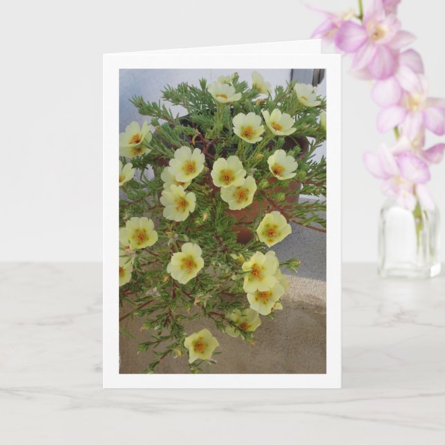 Rose Purslane, Sukkulente blühende Pflanze Karte (Orchidee)