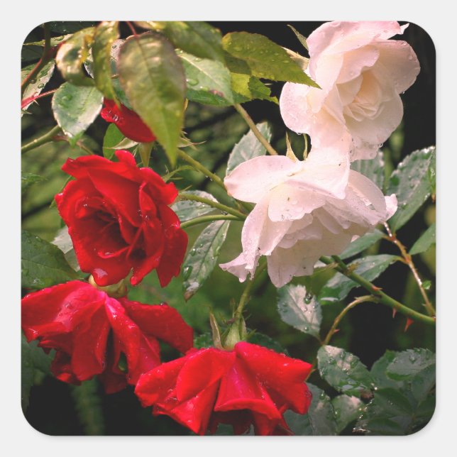 Rose Quadratischer Aufkleber (Vorderseite)