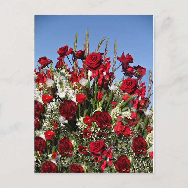 Rose-r-rot Postkarte (Vorderseite)