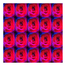 Rose Red Miami, affiche