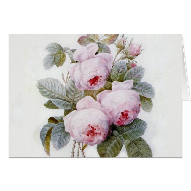 Rose Redoute (Devant horizontal)