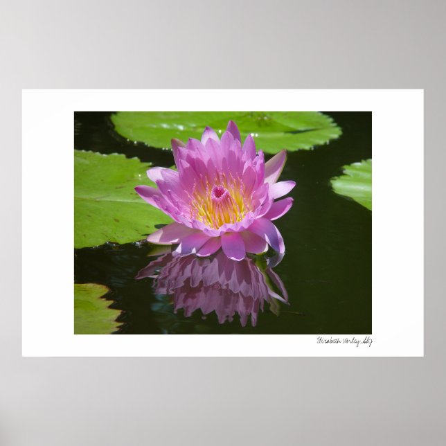 Rose Reflektion Poster (Vorne)