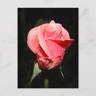 Rose Regen fällt Karte ab