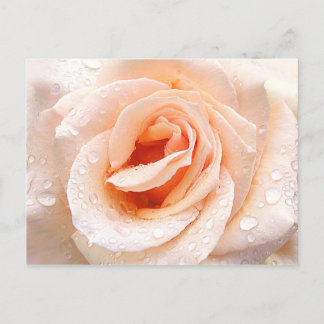 Rose-Rindrop-Postkarte Postkarte
