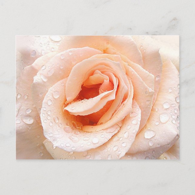 Rose-Rindrop-Postkarte Postkarte (Vorderseite)