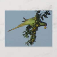 Rose-Ringed Parakeet aß Berries DIY Postkarte