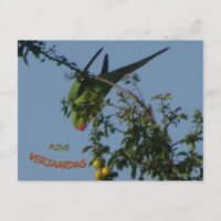 Rose-Ringed Parakeet DIY Geburtstag Postkarte