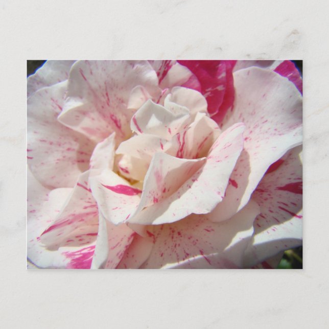 ROSE Rosa Blume 1 Karten Geschenke Tasse (Vorderseite)