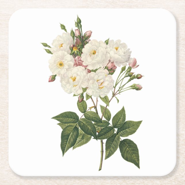 Rose Rosa noisettiana (Rosa noisettiana) von Redou Rechteckiger Pappuntersetzer (Vorderseite)