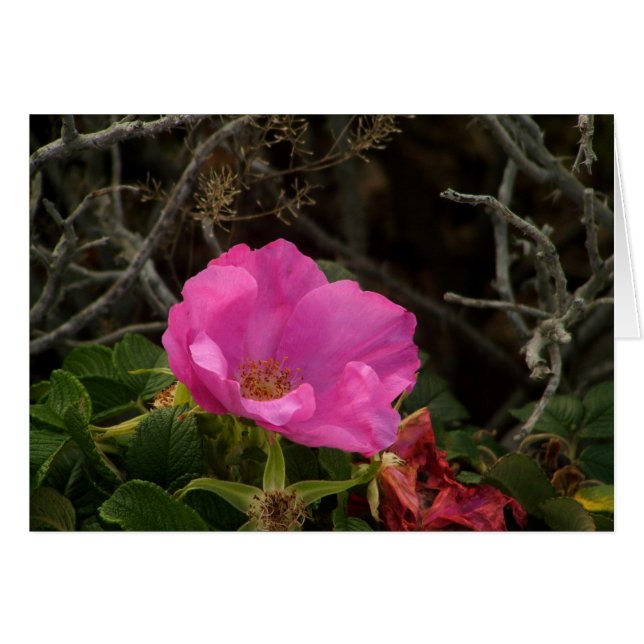 Rose Rosa Rugosa (Vorderseite (Horizontal))