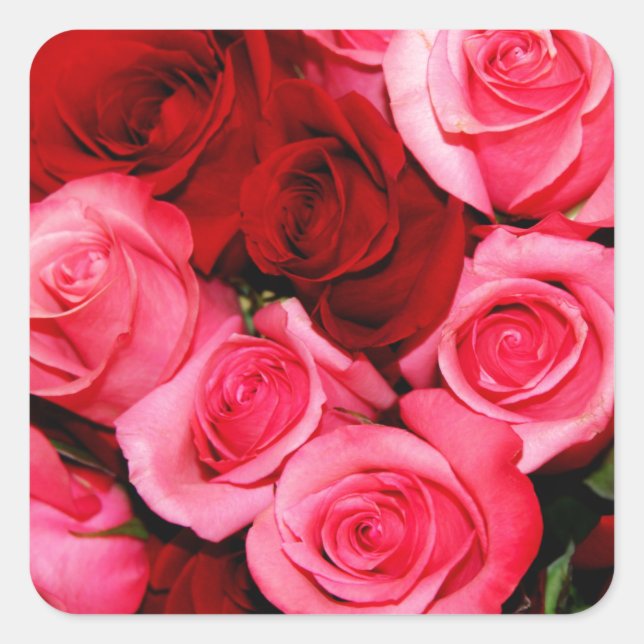 Rose, rosa und rot quadratischer aufkleber (Vorderseite)