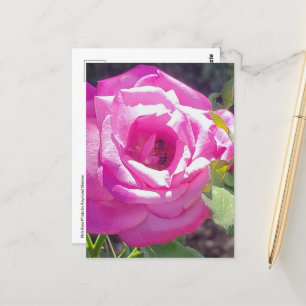 Rose rose avec une carte postale d'abeille