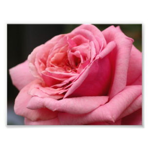 Rose rose I Jolie photo florale