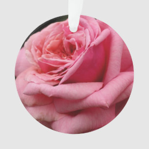 Rose rose I Jolie photo florale