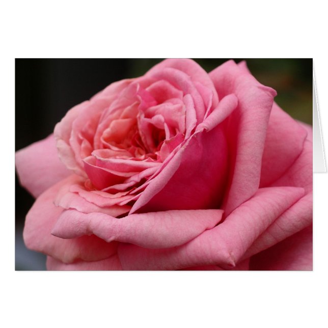 Rose rose I Jolie photo florale (Devant horizontal)