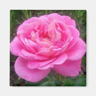 Rose rose 'Léonard de Vinci' Magnet