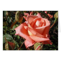 Rose rose pêche