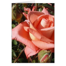 Rose rose pêche