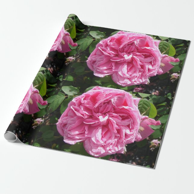 Rose Rose Rosa Vintage Cabbage Blume Blumen Geschenkpapier (Ungerollt)