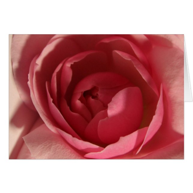 Rose rose rose (Devant horizontal)