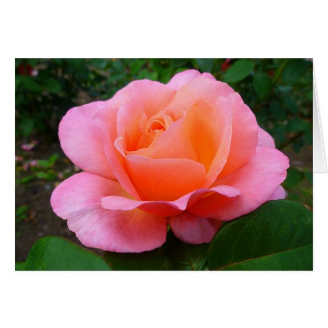 Rose rose rose (Devant horizontal)