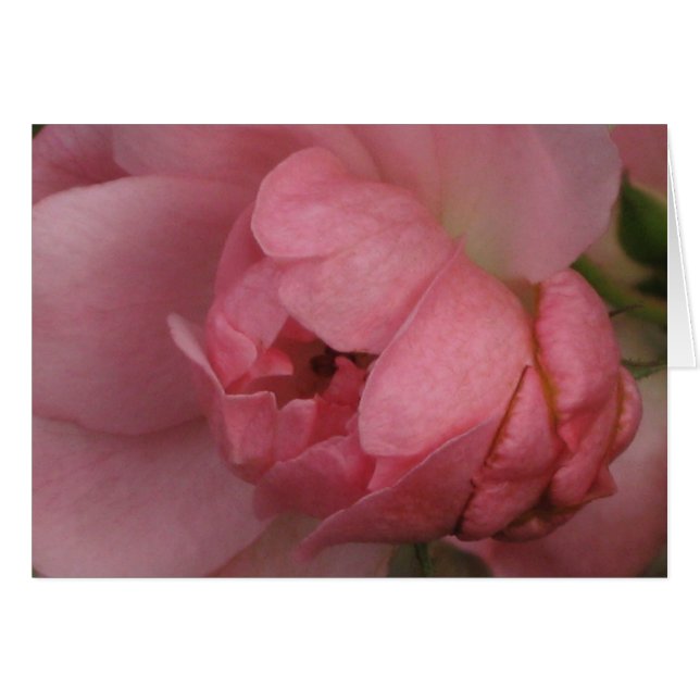Rose rose rose (Devant horizontal)