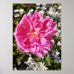 Rose rose Rose David Austin Flower Poster