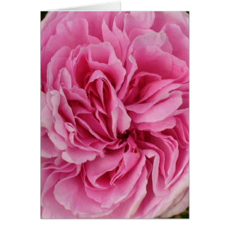 Rose rose verdoyante