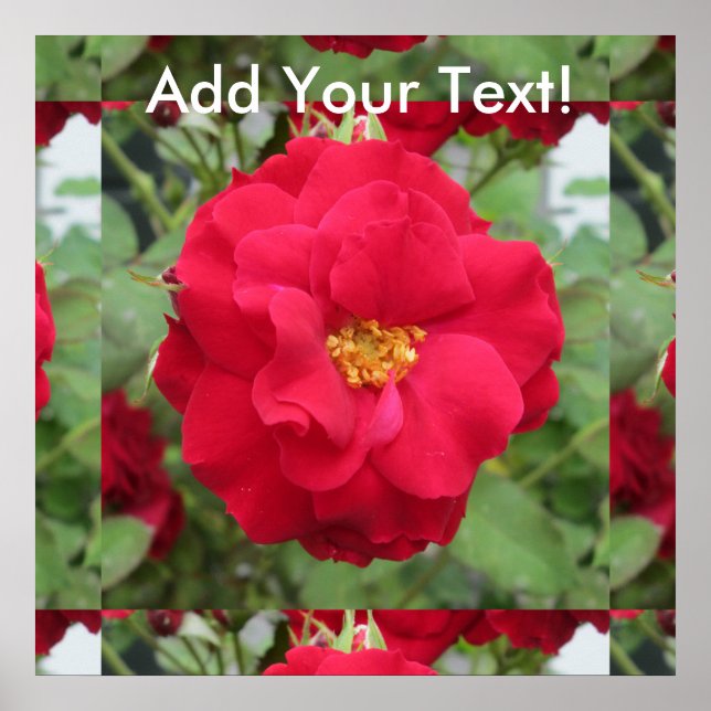 Rose Rote Blume Poster (Vorne)