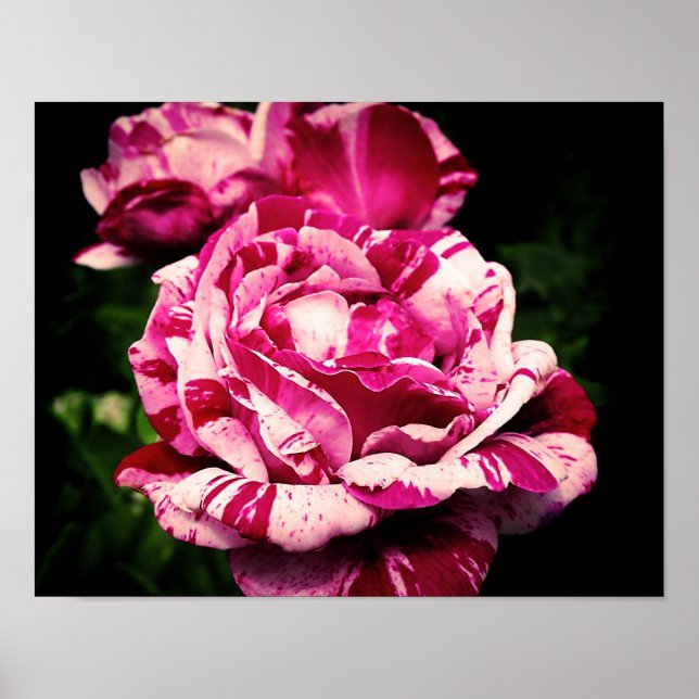 Rose Rotes Rosa Poster (Vorne)