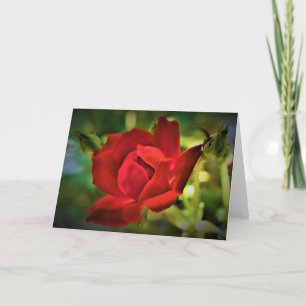Rose rouge, carte