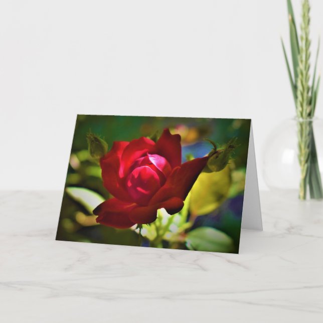 Rose rouge, carte (Devant)