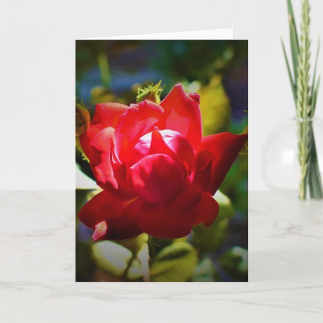 Rose rouge, carte (Devant)
