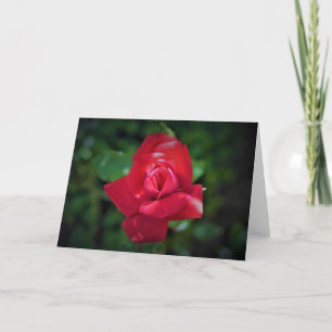 Rose rouge, carte