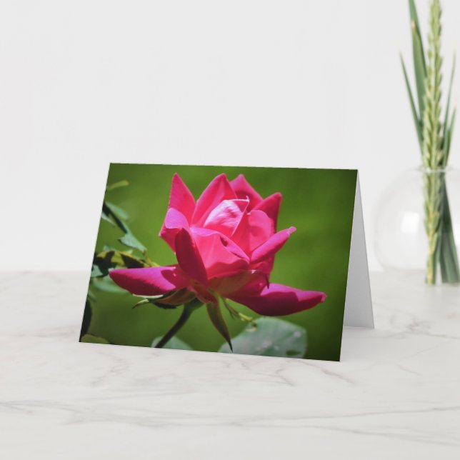 Rose rouge, carte (Devant)
