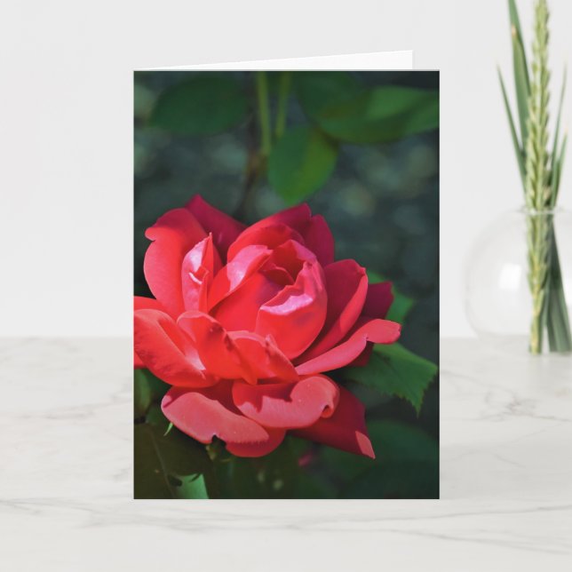 Rose rouge, carte (Devant)