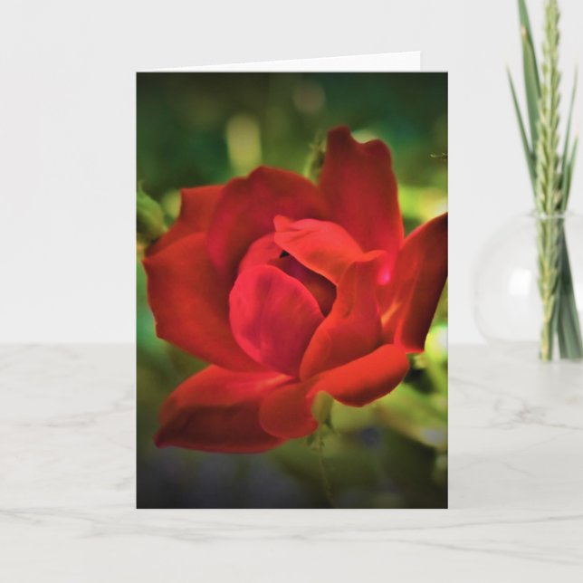 Rose rouge, carte (Devant)