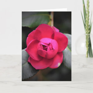 Rose rouge, carte