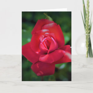 Rose rouge, carte
