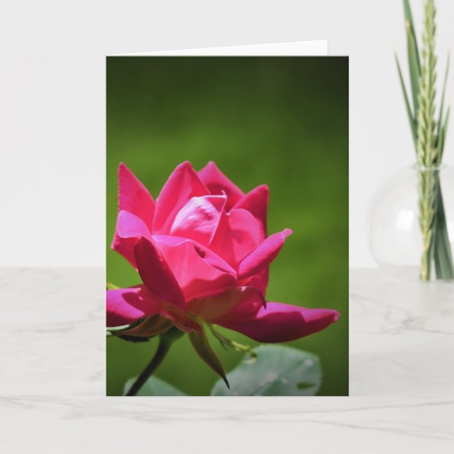 Rose rouge, carte (Devant)
