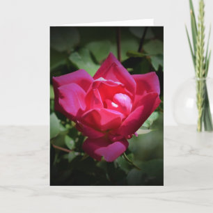 Rose rouge, carte